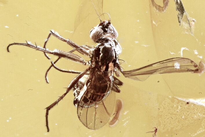 Detailed Fossil Fly (Dolichopodidae) in Baltic Amber #310971